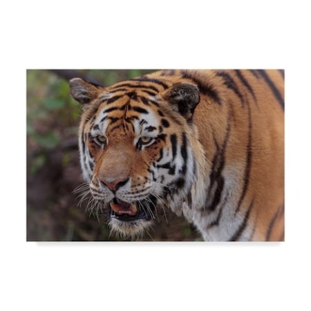 Galloimages Online 'Tiger Portraits' Canvas Art,30x47